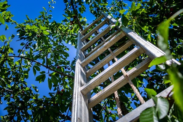 L'échelle fruitière, l'outil indispensable pour la récolte des fruits
