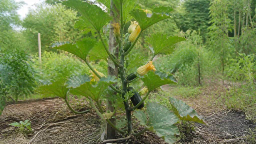Illustration éditoriale pour l’article « Comment cultiver courgettes hauteur : le guide de palissage »